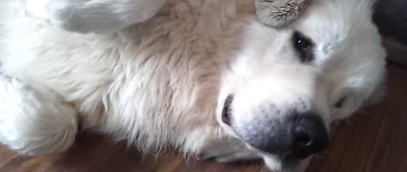 Cheap and Healthy Homemade Dog Food: Turkish Yal Kodiak being cute